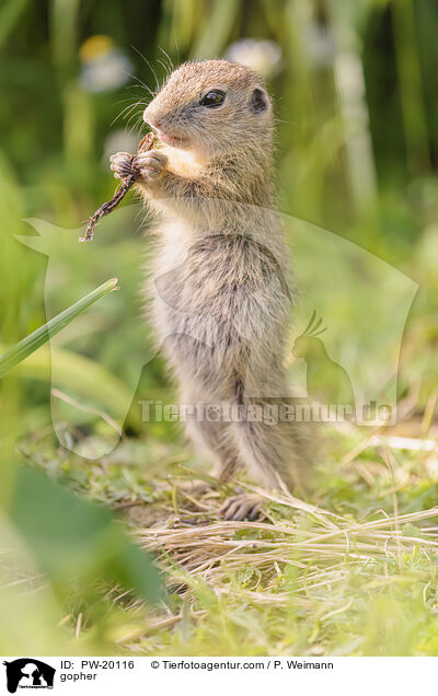 Ziesel / gopher / PW-20116