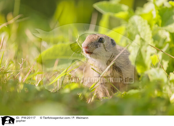Ziesel / gopher / PW-20117