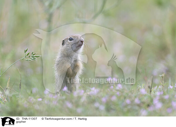 Ziesel / gopher / THA-11307