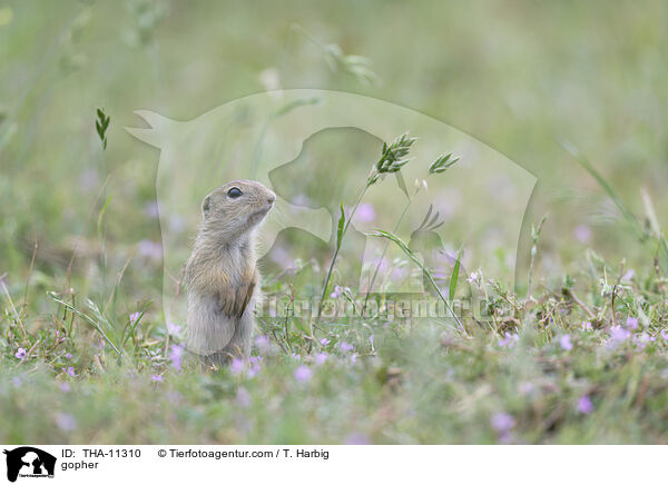 Ziesel / gopher / THA-11310