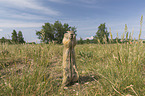 gopher