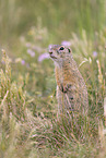 gopher