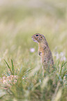 gopher