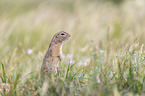 gopher