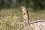 gopher