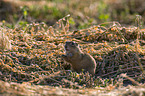gopher