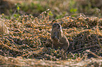 gopher
