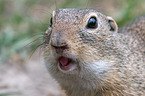 gopher