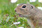 gopher