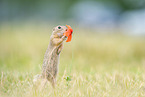 Gopher with poppy