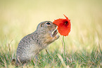 Gopher with poppy