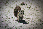 gopher