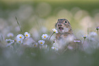 gopher