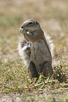 gopher