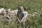 gopher