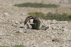 gopher