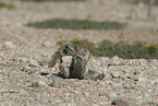 gopher