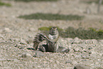 gopher