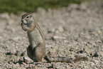 gopher