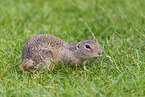 gopher