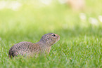gopher