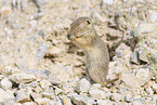 gopher