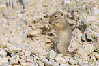 gopher