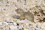 gopher