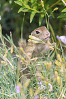 gopher