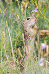 gopher