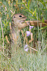 gopher