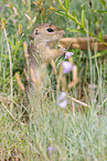 gopher