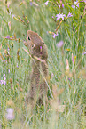 gopher