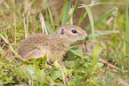 gopher