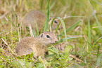 gopher
