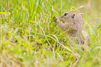 gopher