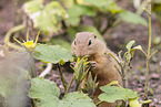 gopher