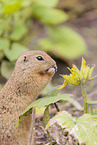 gopher