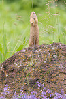 gopher