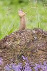 gopher