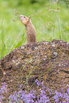 gopher