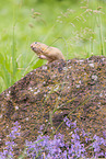 gopher