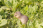 gopher