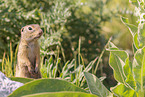 gopher