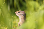 gopher