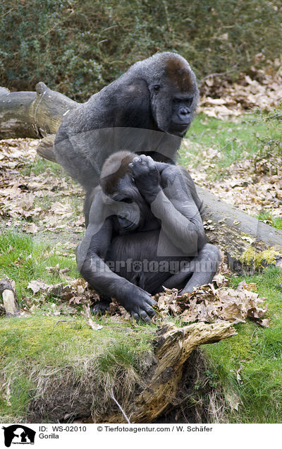 Gorilla / Gorilla / WS-02010