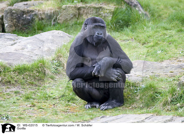 Gorilla / Gorilla / WS-02015