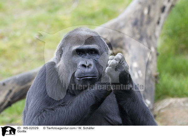 Gorilla / Gorilla / WS-02029