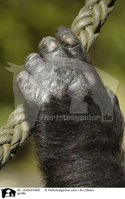 Flachlandgorilla / gorilla / AVD-01945