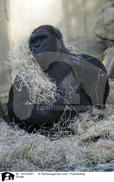 Gorilla / Gorilla / HJ-03421